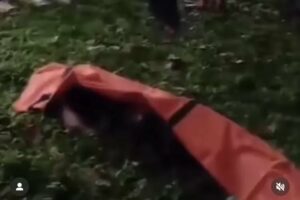 Mayat Pria Diduga Korban Pembunuhan Ditemukan Dekat Pinggir Jalan Tol Jagorawi