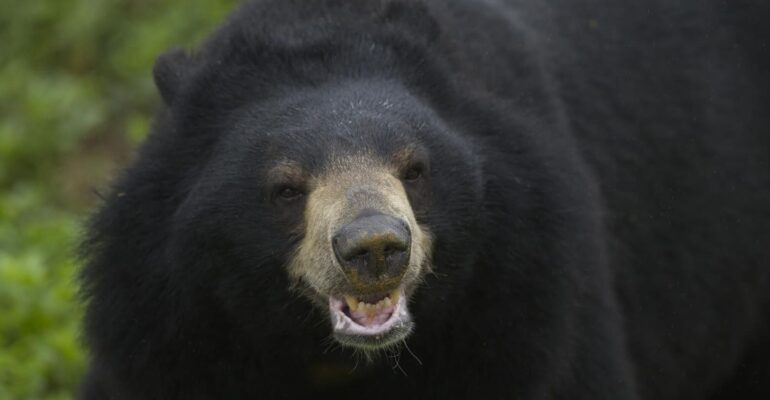 Populasi Beruang Jepang Meningkat Drastis dan Bahayakan Manusia, Ini Solusinya Menurut Guru Besar IPB
