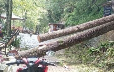 Tiga Orang Terluka Tertimpa Pohon di Bogor