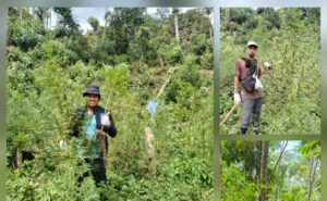 Program 100 Hari Kinerja Komjen Suyudi, BNN Musnahkan 3 Hektare Ladang Ganja di Mandailing Natal
