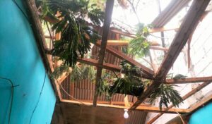 Pohon Tumbang Timpa 4 Rumah Warga di Citeureup Hingga Atap Rusak