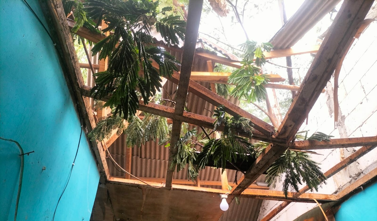 Pohon Tumbang Timpa 4 Rumah Warga di Citeureup Hingga Atap Rusak