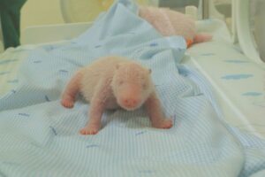 Presiden Prabowo Beri Nama "Satria" Bayi Panda Raksasa Hasil Kolaborasi Indonesia-Cina di Taman Safari Indonesia Bogor