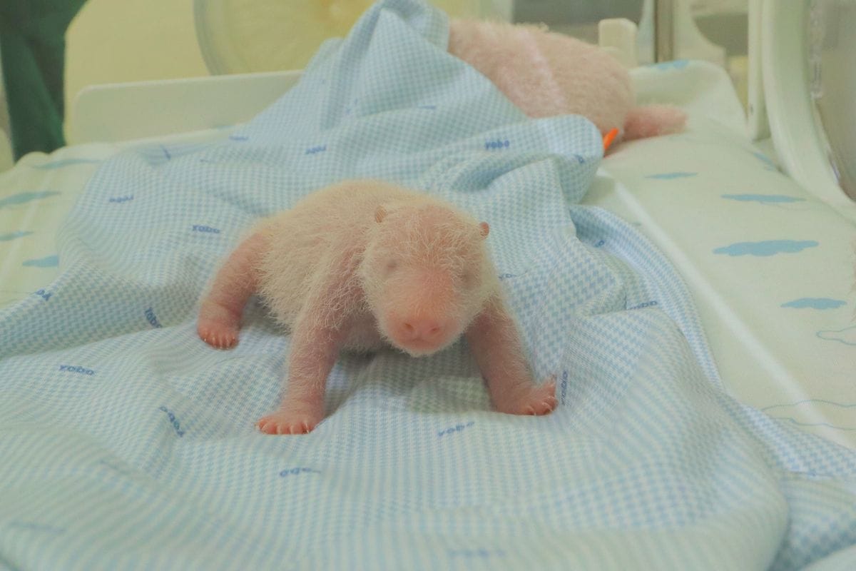 Presiden Prabowo Beri Nama “Satria” Bayi Panda Raksasa Hasil Kolaborasi Indonesia-Cina di Taman Safari Indonesia Bogor