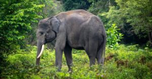 Sumatera Kehilangan Biodiversitas Tertinggi di Indonesia, Pakar IPB University: Pemerintah Harus Waspada