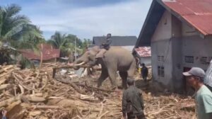 Empat Ekor Gajah Bantu Bersihkan Material Banjir di Pidie Jaya