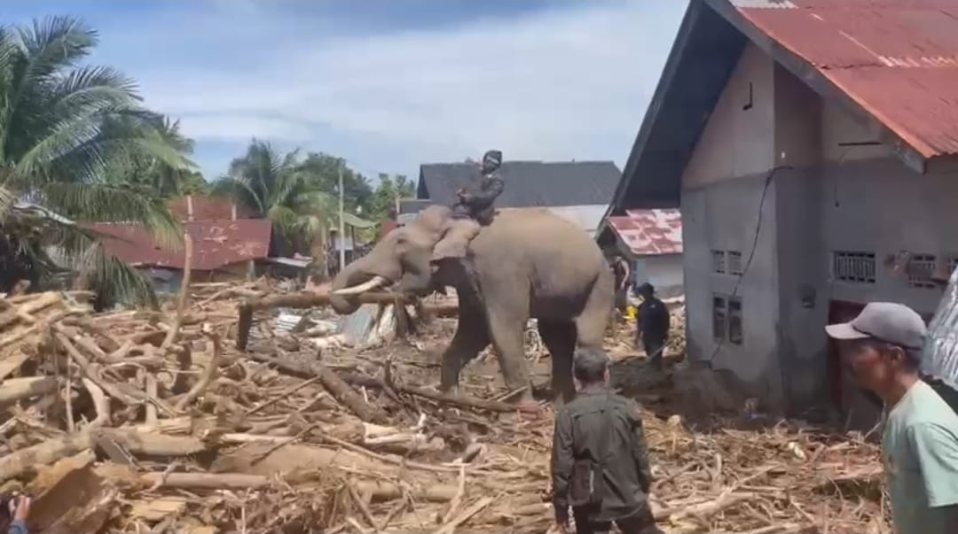 Empat Ekor Gajah Bantu Bersihkan Material Banjir di Pidie Jaya