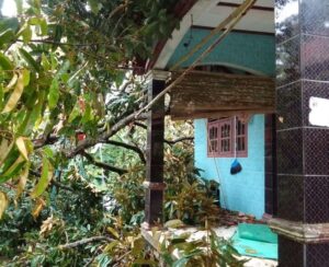 Pohon Tumbang di Bogor, 7 Rumah Warga Alami Kerusakan, BPBD Lakukan Evakuasi