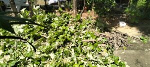 Pohon Mahoni Berdiameter 60 Cm Tumbang Timpa 2 Pengendara Motor