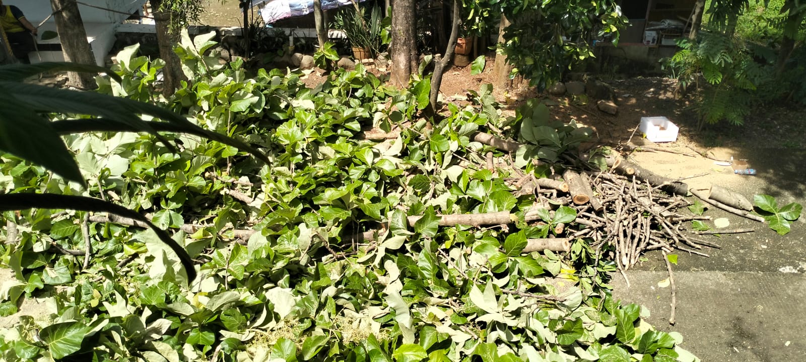 Pohon Mahoni Berdiameter 60 Cm Tumbang Timpa 2 Pengendara Motor