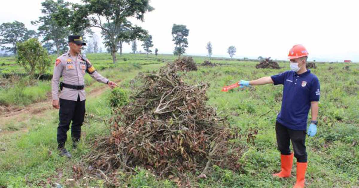 Alih Fungsi Lahan Kebun Teh Pangalengan Bandung, Walhi Duga Ada Peran PTPN 1 Alih Fungsi Lahan Kebun Teh Pangalengan Bandung, Walhi Duga Ada Peran PTPN