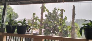 Bogor Dilanda Hujan Ringan Sepanjang Hari, Kelembapan Udara Capai 90 Persen