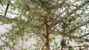 Peneliti Berhasil Menghidupkan Benih Pohon Misterius Berusia Seribu Tahun di Gurun Yudea 6 Peneliti Berhasil Menghidupkan Benih Pohon Misterius Berusia Seribu Tahun di Gurun Yudea