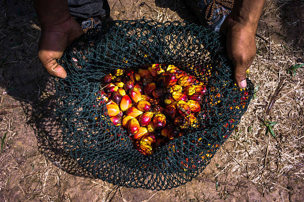 Harga CPO Ambruk ke Titik Terendah! Stok Melimpah dan Tekanan Global Jadi Biang Kerok