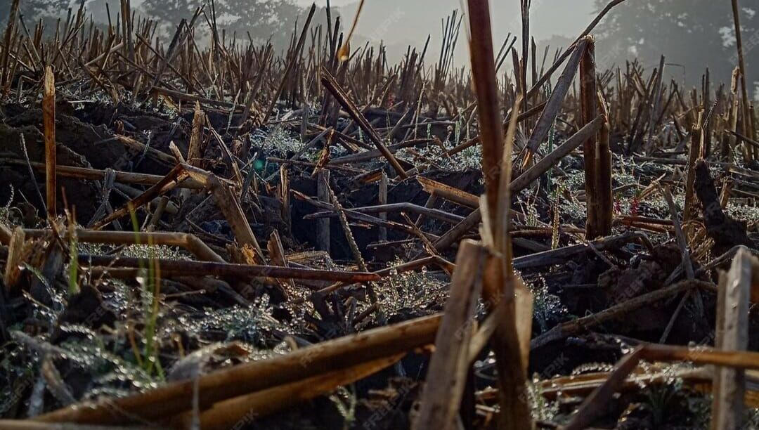 Setelah Izin 28 Perusahaan Dicabut, KUHP Harus Bicara 1 Setelah Izin 28 Perusahaan Dicabut, KUHP Harus Bicara