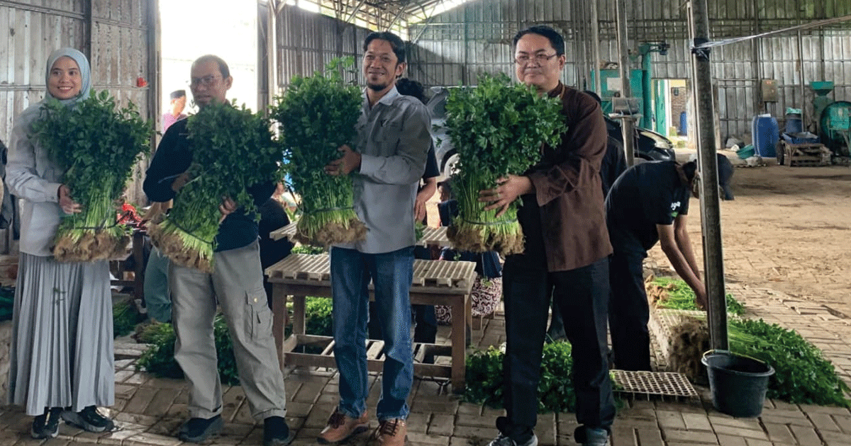 UPZDK Permatabank Syariah dan Dompet Dhuafa Panen Raya Seledri Hidroponik di Serang