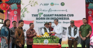 Presiden Prabowo Beri Nama Satrio Wiratama untuk Bayi Panda yang Lahir di Indonesia