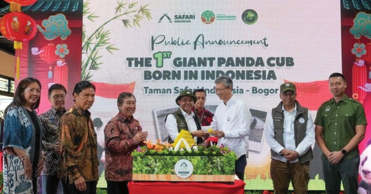 Presiden Prabowo Beri Nama Satrio Wiratama untuk Bayi Panda yang Lahir di Indonesia