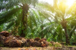 Guru Besar IPB University, Surat Edaran Larangan Kelapa Sawit Gubernur Jawa Barat Tidak Tepat