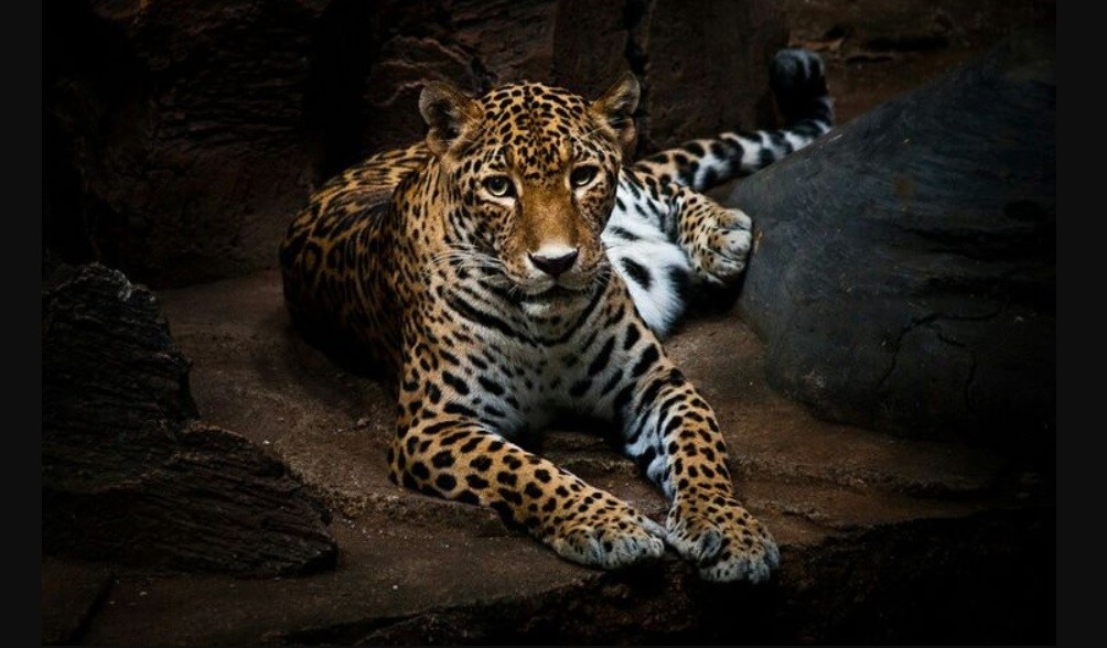 Seekor Macan Tutul Mengamuk di Pacet, Dua Warga Terluka, Penangkapan Berlangsung 2 Jam