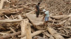 Kayu Gelondongan (1)