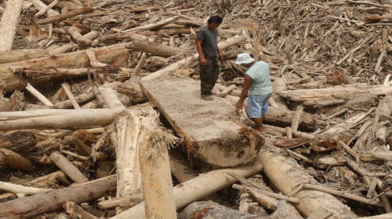 Kayu Gelondongan (1)