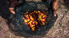 sime darby plantation bhd image